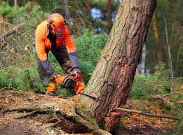 Best Leaf Removal  in Oakdale, MN